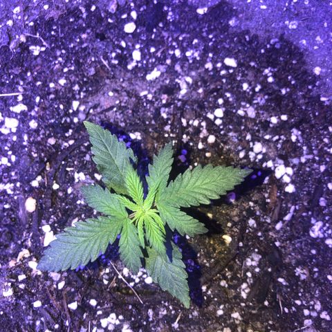 Rw1 growlog timeline photo