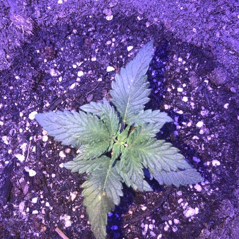 Sour randy 1  growlog timeline photo