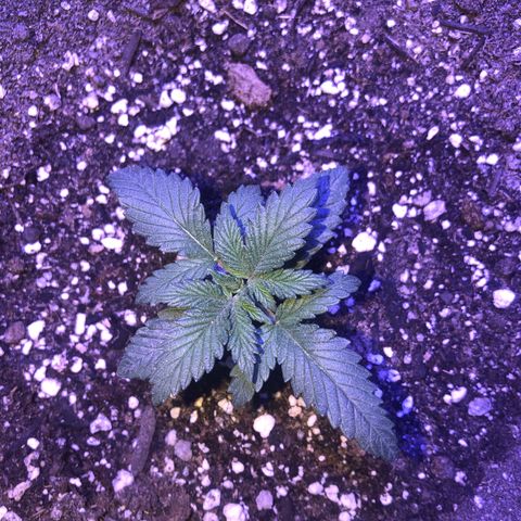 Sour randy 2 growlog timeline photo