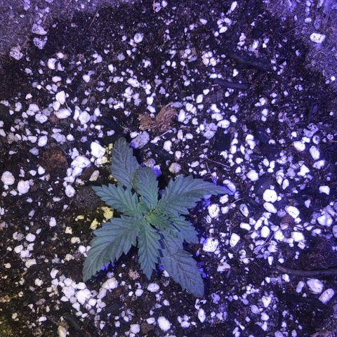 Gs4 growlog timeline photo
