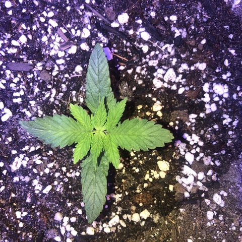 Gs3 growlog timeline photo