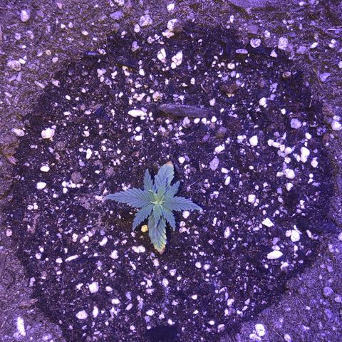 GS1 growlog timeline photo