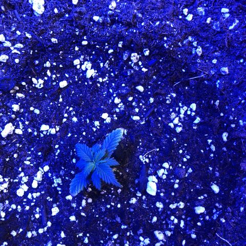 Gs2 growlog timeline photo