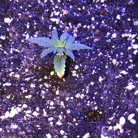 GS1 growlog timeline photo