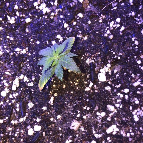 Gs2 growlog timeline photo