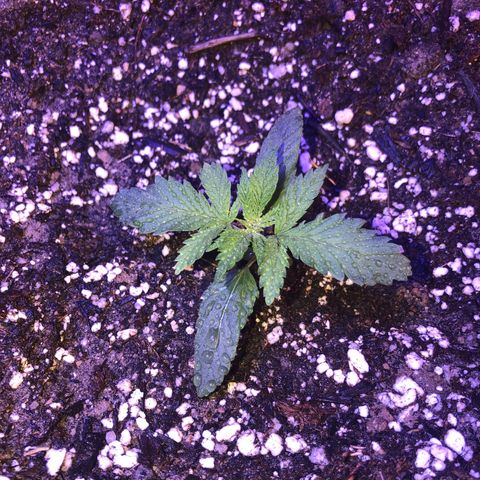 Gs3 growlog timeline photo
