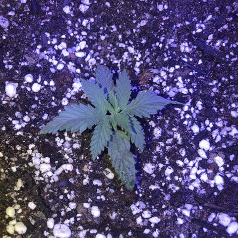 Gs4 growlog timeline photo