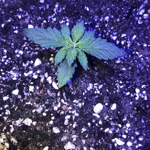Koko 1 growlog timeline photo