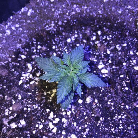Koko2 growlog timeline photo