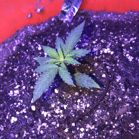 Rw1 growlog timeline photo