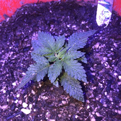Sour randy 1  growlog timeline photo