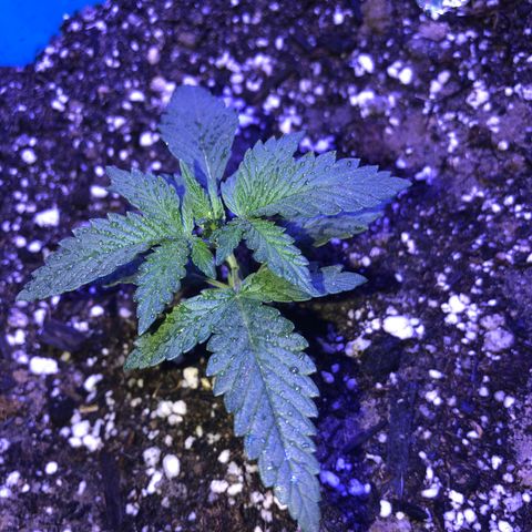 Sour randy 2 growlog timeline photo
