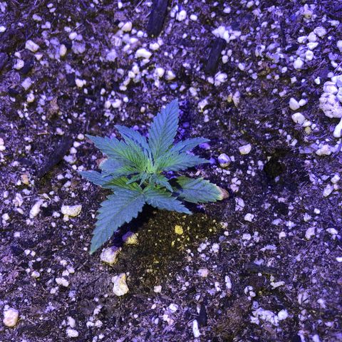 GS1 growlog timeline photo