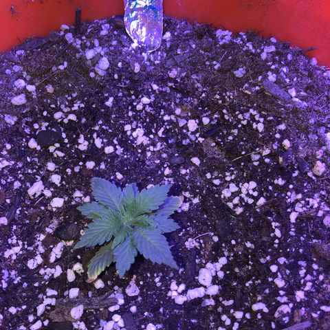 Gs2 growlog timeline photo