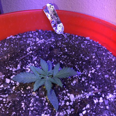 Gs3 growlog timeline photo