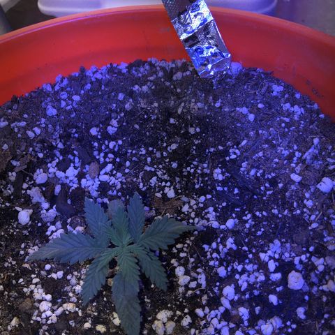 Gs4 growlog timeline photo