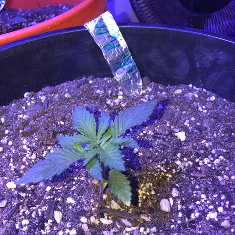Koko 1 growlog timeline photo