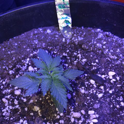 Koko2 growlog timeline photo
