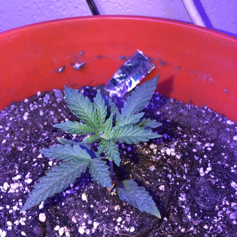 Rw1 growlog timeline photo
