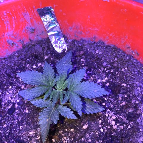 Sour randy 1  growlog timeline photo