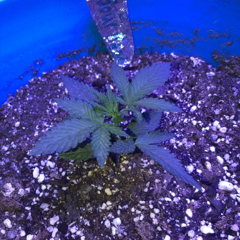 Sour randy 2 growlog timeline photo