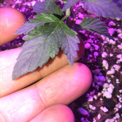 Koko2 growlog photo: Webbed leaf  possible duckfoot mutation?