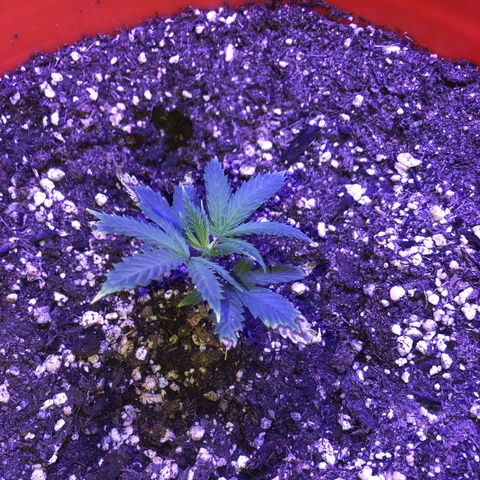 GS1 growlog timeline photo