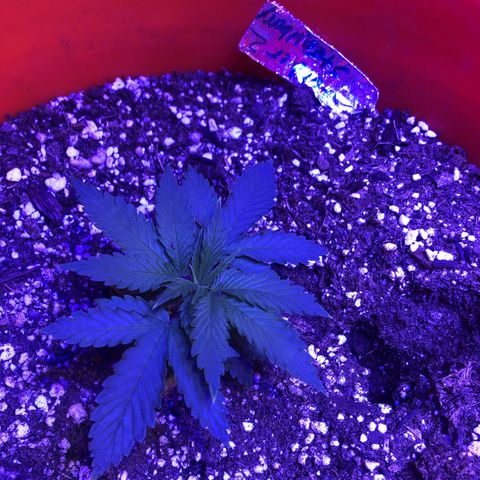 Gs2 growlog timeline photo