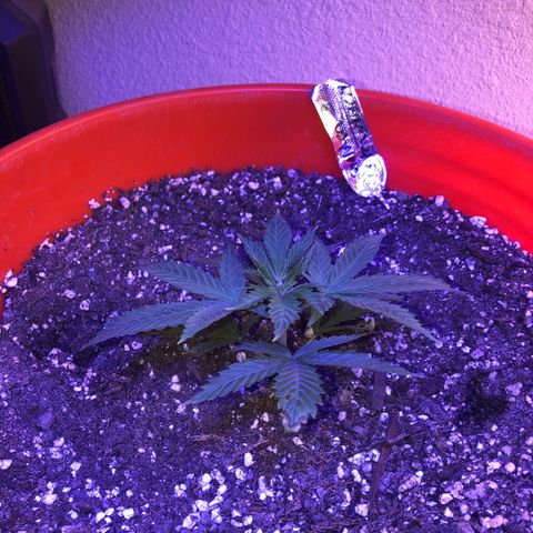 Gs3 growlog timeline photo