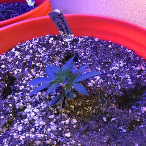 Gs4 growlog timeline photo
