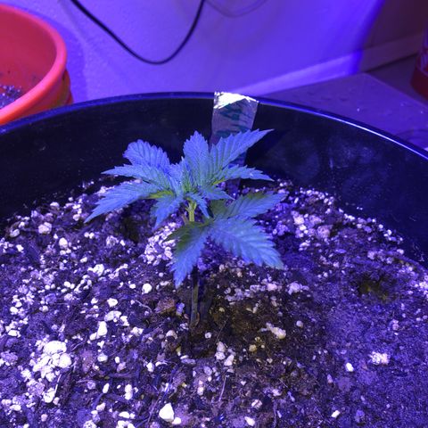 Koko 1 growlog timeline photo