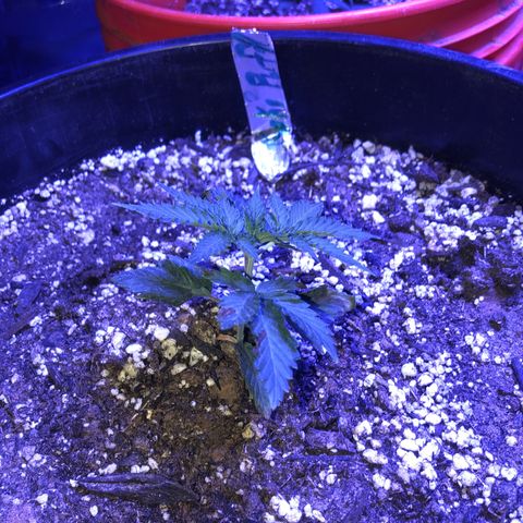 Koko2 growlog timeline photo