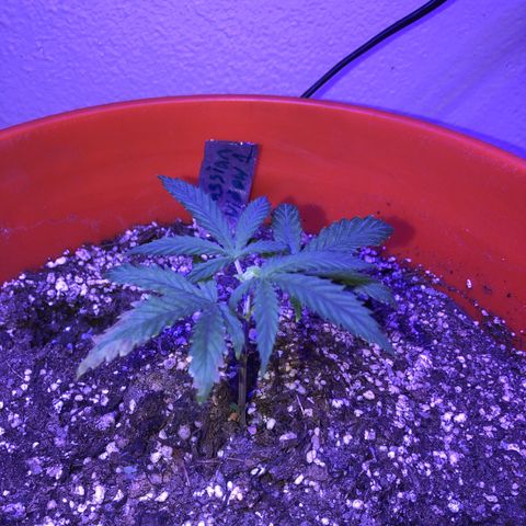 Rw1 growlog photo: Topped