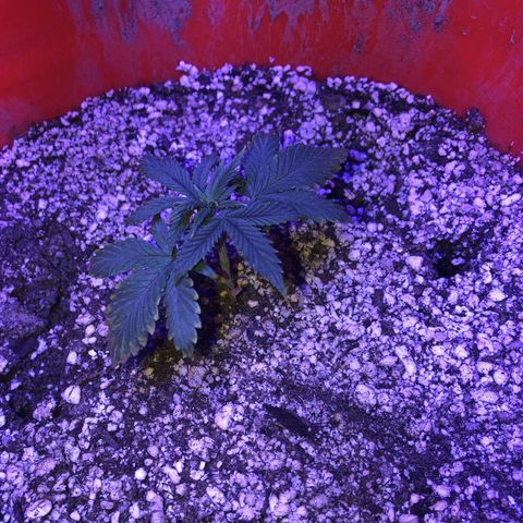 Sour randy 1  growlog timeline photo