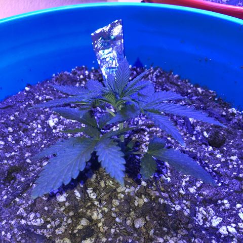Sour randy 2 growlog timeline photo
