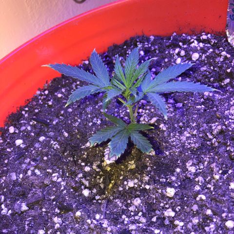 GS1 growlog timeline photo