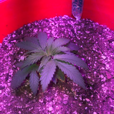 Gs2 growlog timeline photo