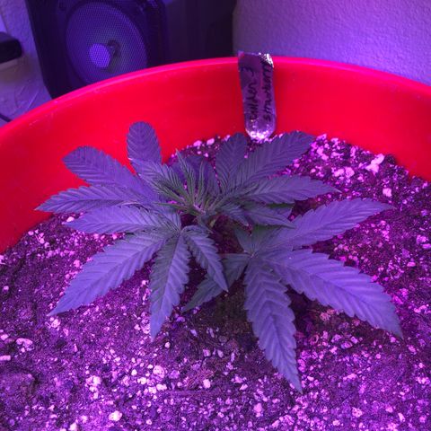 Gs3 growlog timeline photo