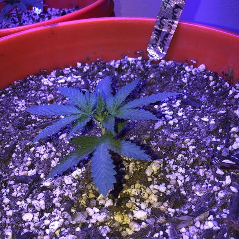Gs4 growlog timeline photo