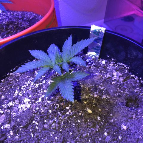 Koko 1 growlog timeline photo