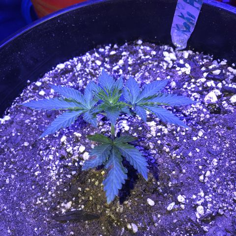 Koko2 growlog timeline photo