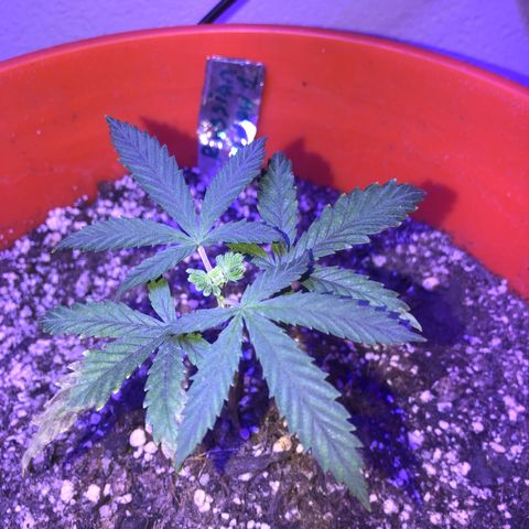Rw1 growlog timeline photo