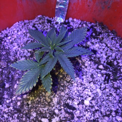 Sour randy 1  growlog timeline photo