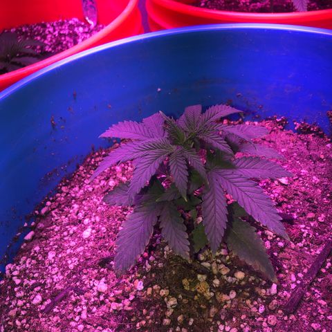 Sour randy 2 growlog timeline photo