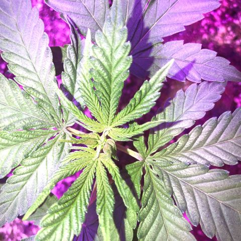 Gs3 growlog photo: Pink tone