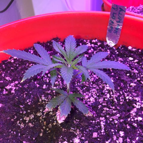 GS1 growlog timeline photo