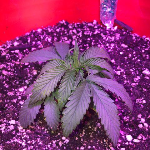 Gs2 growlog timeline photo