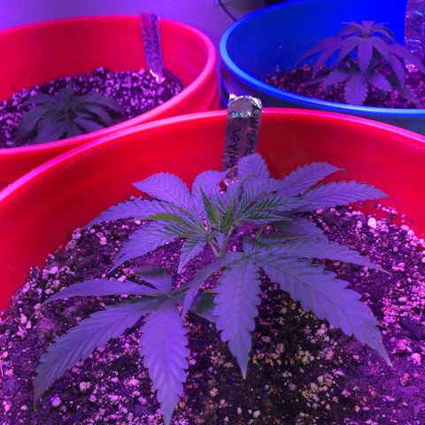 Gs3 growlog timeline photo