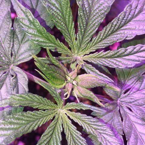 Gs3 growlog timeline photo