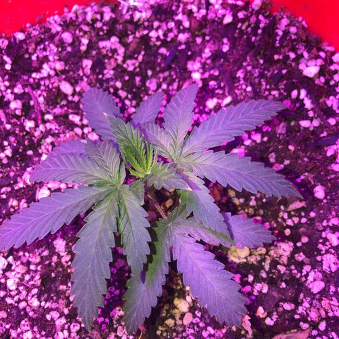 Gs4 growlog timeline photo